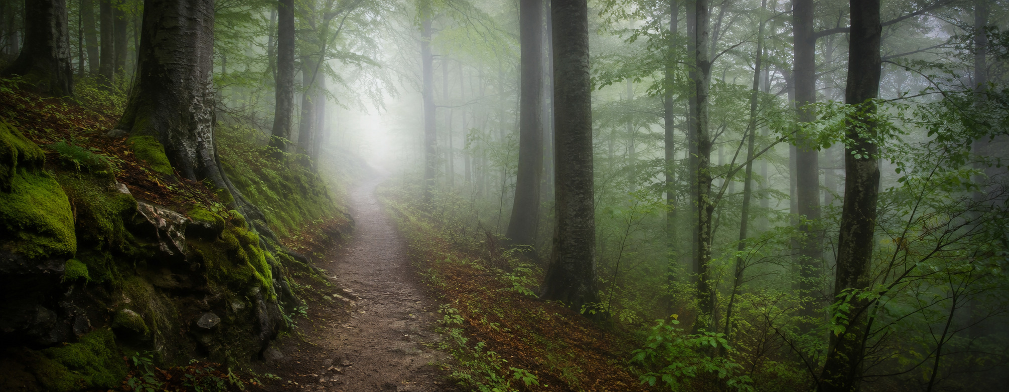 Ein Weg durch einen ruhigen Wald verliert sich im Nebel.