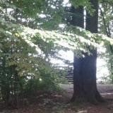 Denkmal Heinrichseck im Tharandter Wald