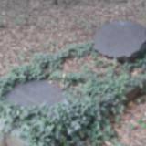 Denkmal Judeichgrab im Tharandter Wald